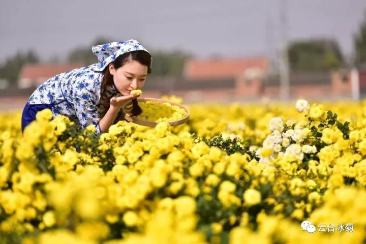 云臺(tái)冰菊基地發(fā)生了什么？一批批領(lǐng)導(dǎo)專家團(tuán)隊(duì)前來(lái)！