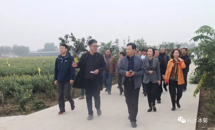 云臺冰菊基地發(fā)生了什么？一批批領(lǐng)導(dǎo)專家團(tuán)隊前來！