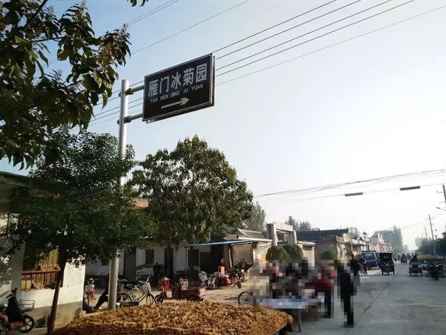 如何找到云臺冰菊？怎樣找到云臺冰菊？